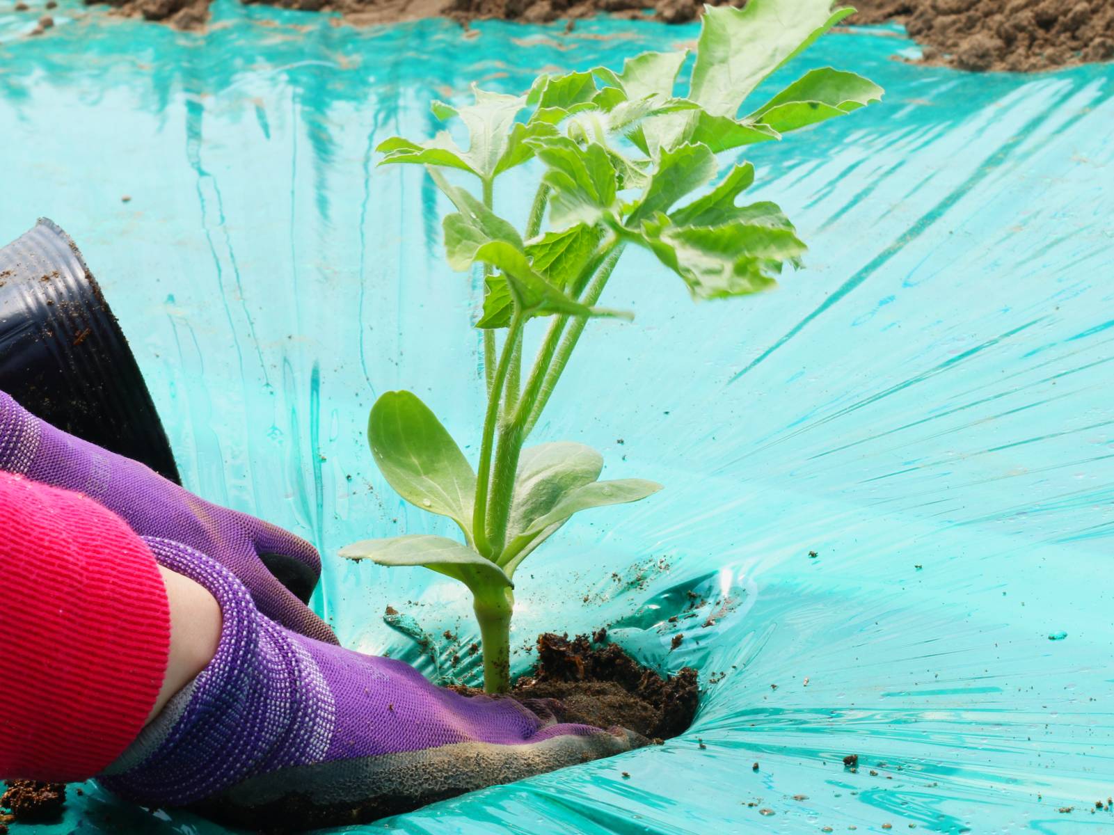 スイカの苗植え